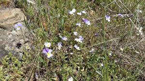 Attēlu rezultāti vaicājumam “Viola tricolor subsp. matutina”