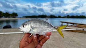 Image result for Caranx latus