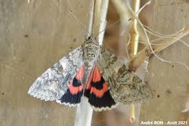 Attēlu rezultāti vaicājumam “Catocala nupta”