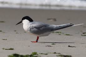 Image result for Sterna dougallii