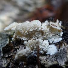 Attēlu rezultāti vaicājumam “Inonotus leporinus”