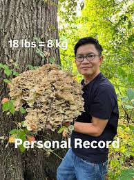 Attēlu rezultāti vaicājumam “Grifola frondosa”