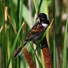 Attēlu rezultāti vaicājumam “Emberiza schoeniclus eggs”