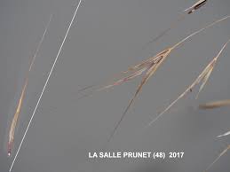 Attēlu rezultāti vaicājumam “Anisantha tectorum fruit”