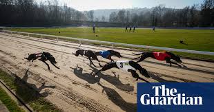 Image result for Reading Greyhound Track