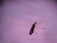 Attēlu rezultāti vaicājumam “Sylvicola sp.”