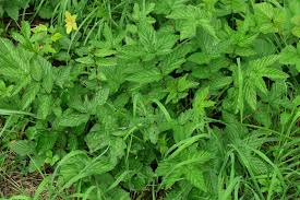 Attēlu rezultāti vaicājumam “Filipendula ulmaria  leaf”