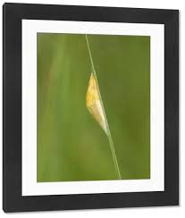 Attēlu rezultāti vaicājumam “Zygaena cocoon”