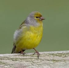 Image result for Carduelis citrinella