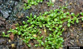 Attēlu rezultāti vaicājumam “Elatine hydropiper”