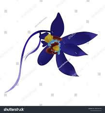 Attēlu rezultāti vaicājumam “Epipogium aphyllum flower”