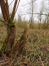 Attēlu rezultāti vaicājumam “Chaenotheca laevigata”