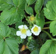 Attēlu rezultāti vaicājumam “Fragaria x ananassa flower”