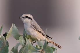 Image result for Lanius isabellinus