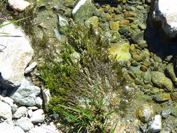 Attēlu rezultāti vaicājumam “Warnstorfia exannulata”