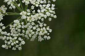 Attēlu rezultāti vaicājumam “Cnidium dubium”