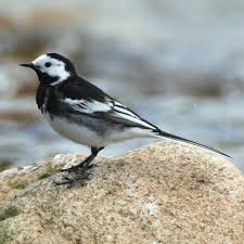 Image result for Motacilla alba