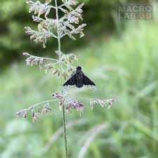 Attēlu rezultāti vaicājumam “Hemipenthes morio”