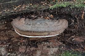 Attēlu rezultāti vaicājumam “Agathomyia wankowiczii”