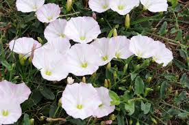 Attēlu rezultāti vaicājumam “Convolvulus arvensis”