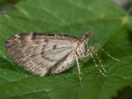 Attēlu rezultāti vaicājumam “Thera variata”