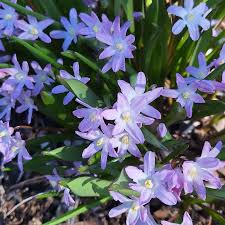 Attēlu rezultāti vaicājumam “Scilla luciliae”