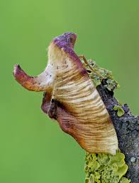 Attēlu rezultāti vaicājumam “Plagodis dolabraria”