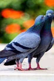 Attēlu rezultāti vaicājumam “Columba livia f. domestica adult”