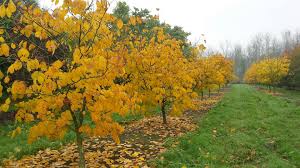 Attēlu rezultāti vaicājumam “Cladrastis kentukea”