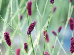 Attēlu rezultāti vaicājumam “Sanguisorba officinalis flower”