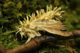 Attēlu rezultāti vaicājumam “Akanthomyces aculeatus”