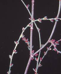 Attēlu rezultāti vaicājumam “Polygonum arenastrum flower”