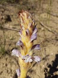 Attēlu rezultāti vaicājumam “Orobanche coerulescens bud”
