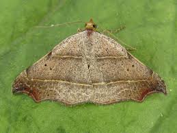 Attēlu rezultāti vaicājumam “Laspeyria flexula”