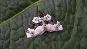 Attēlu rezultāti vaicājumam “Cosmorhoe ocellata”