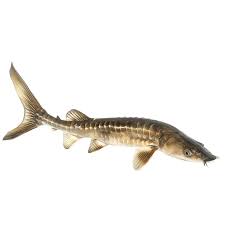 Image result for Acipenser oxyrinchus