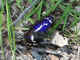 Attēlu rezultāti vaicājumam “Apatura iris male”