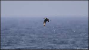 Attēlu rezultāti vaicājumam “Stercorarius parasiticus adult”