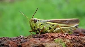 Attēlu rezultāti vaicājumam “Stethophyma grossum”