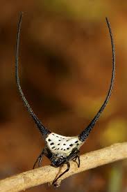 Attēlu rezultāti vaicājumam “Araneidae”