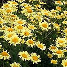 Attēlu rezultāti vaicājumam “Anthemis tinctoria”