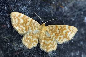 Attēlu rezultāti vaicājumam “Hydrelia flammeolaria”