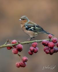 Attēlu rezultāti vaicājumam “Fringilla coelebs male”