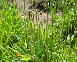 Attēlu rezultāti vaicājumam “Plantago lanceolata”