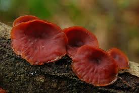 Attēlu rezultāti vaicājumam “Cytidia salicina”