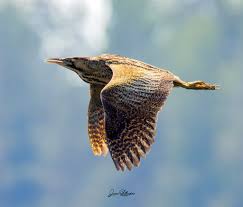 Attēlu rezultāti vaicājumam “Hemitrichia decipiens var. hemitrichoides”