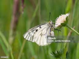 Attēlu rezultāti vaicājumam “Aporia crataegi female”