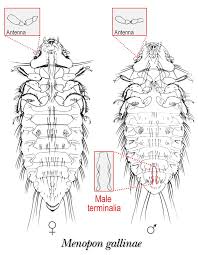 Attēlu rezultāti vaicājumam “Phthiraptera”