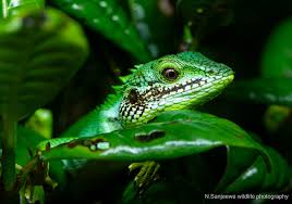 Attēlu rezultāti vaicājumam “Lepidosaphes ulmi imago”