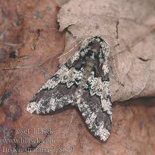 Attēlu rezultāti vaicājumam “Biston strataria”